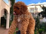 3 AYLIK ERKEK VE DİŞİ TOY POODLE 