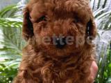 RED TOY POODLE YAVRULARIMIZ