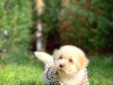 Maltese Terrier KIZIMIZ BARNİE