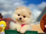 En iyi kalite Pomeranian Boo surat