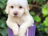 A kalite maltipoo yavrular