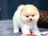 Minik Toy Poodle