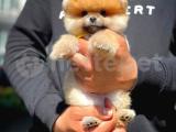 Marka tescilli belgeli pomeranian boo yavrularımız