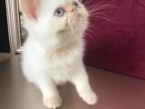 2 aylık Yavu İran kedisi (Erkek)