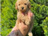 Safkan red toy poodle yakışıklımız