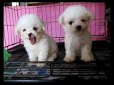 Toy Poodle Yavruları Orjinal 0 Beden Irk Garantili