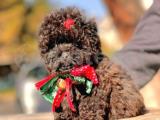 Çikolata Teacup Toy Poodle Yavrumuz 