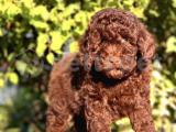 CHOCOLATE TOY POODLE (ÖZEL RENK)