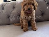 Erkek ve dişi toy poodle