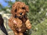 DİŞİ RED BROWN TOY POODLE BEBEKLER