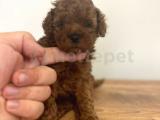 Teacup boy (en küçük) Toy poodle yavrularımız orjinal safkan