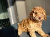 Aşılı ve Karneli Erkek Toy Poodle Yavrumu