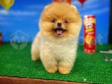 Yarışma düzeyi teddy bear pomeranian boo yavrularımız