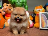 Teacup teddy bear pomeranian boo yavrumuz