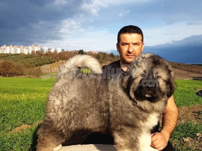 Kafkas Çoban Köpeği Yavruları