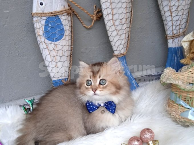 Orjinal Belgeli British Longhair