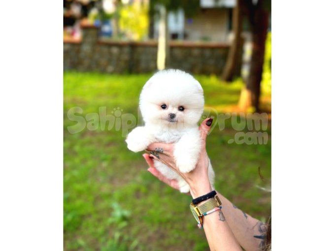 Ayı Surat Pomeranian Boo Yavrularımız