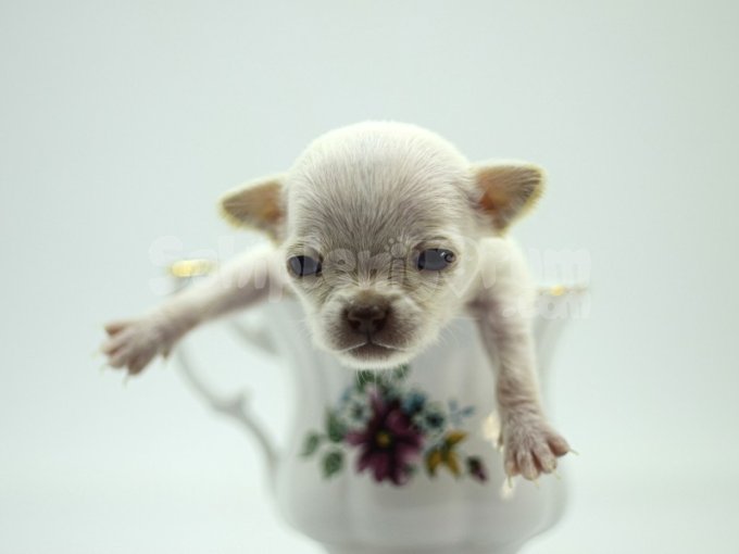 Safkan Tea Cup Chihuahua Yavruları Beyaz Renk 