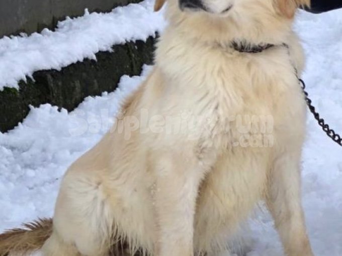 3 Yaşında Golden Retriever Yuva Arıyoruz.