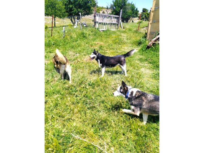 Husky Sibirya Kurdu