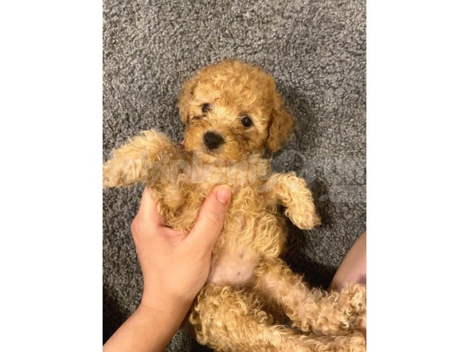 Dişi Toy Poodle