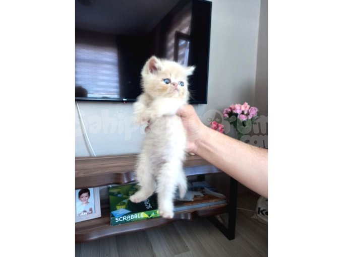 Exotic Shorthair Yavrularımızı Sahiplendirecegiz