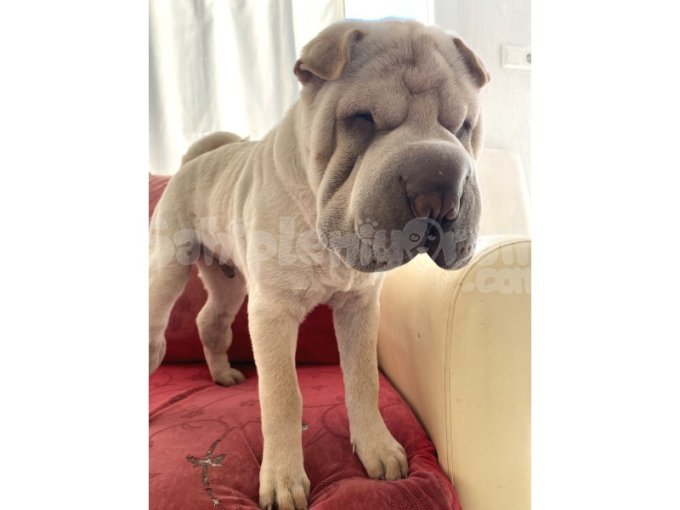 Shar Pei Yavruları Sahiplendirilecektir 