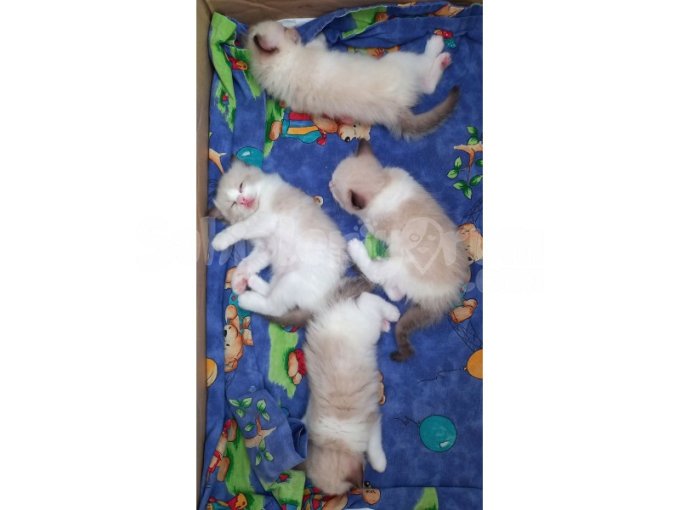 Ragdoll Bicolor Bebekler Rezerveye Açık
