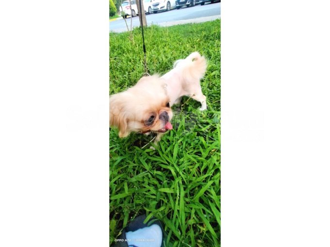 2 Yaşında Pekinez cinsi tuvalet eğitimli dişi köpeğimiz.