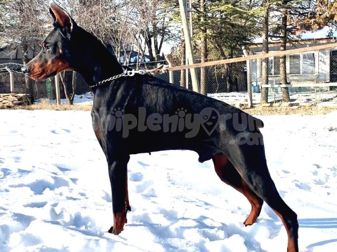 A Scr Li, Dobermann Yavrularımız Yeni Yuvlarini Arıyor.