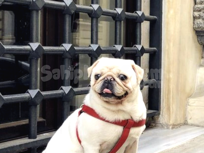 Pug Erkek 5 Yaşında 