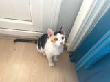 4 aylık - Dişi - Calico (3 renk) kedi