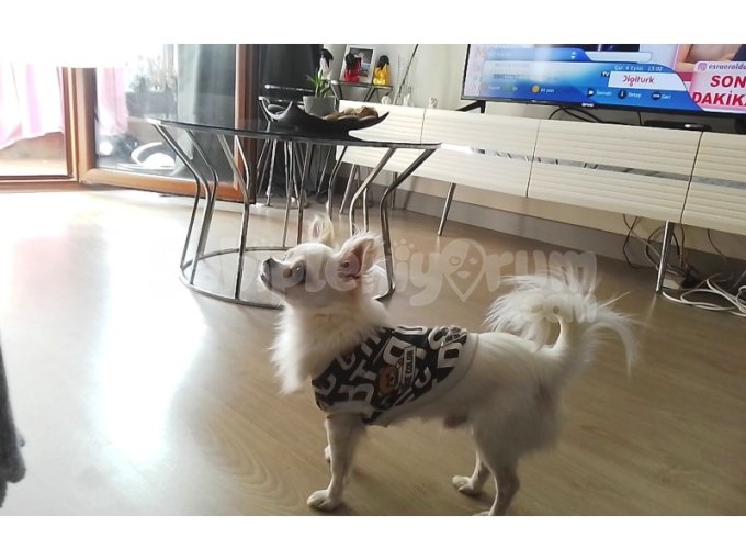 Erkek Chihuahua