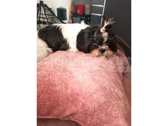 Shıh Tzu Cinsi Köpeğimize Yuva Arıyoruz