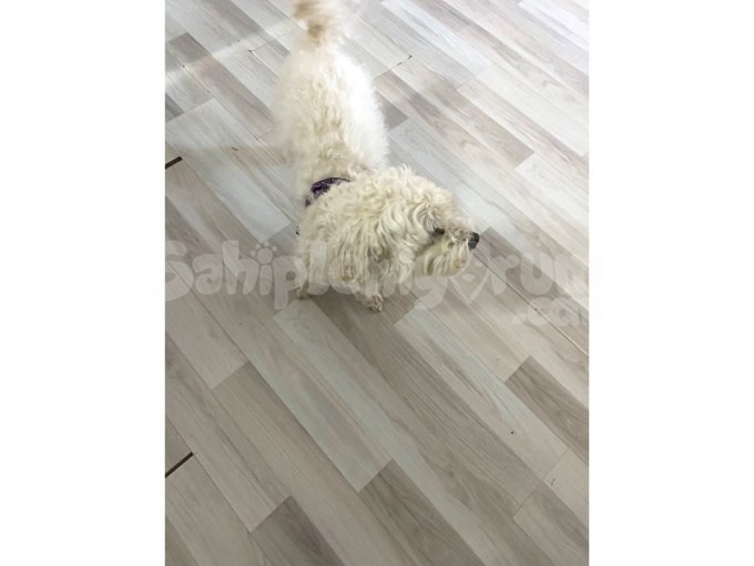 3 Yaş Erkek Maltese Terrier