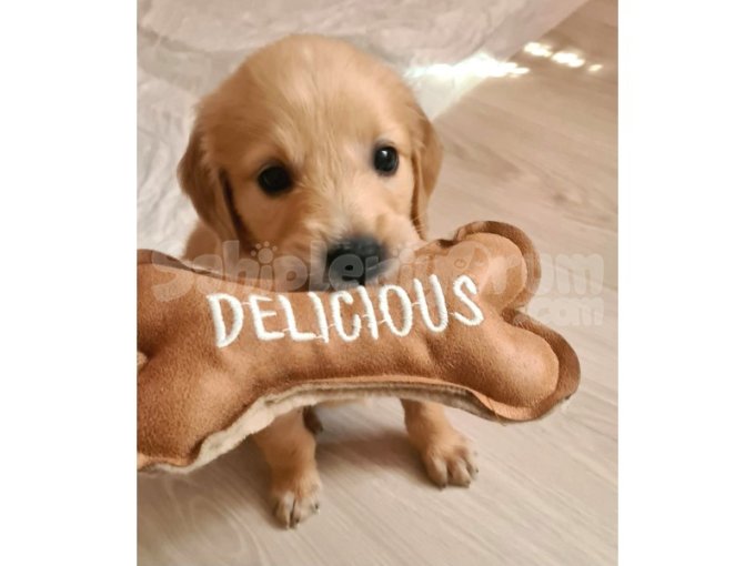 Golden Retriever 2 Aylık Erkek Yavru