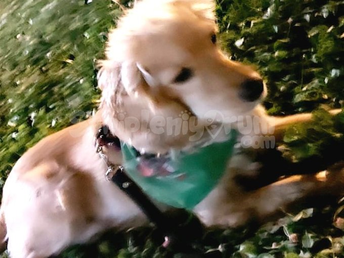 Cucur Cinsi. Avcı Köpeği