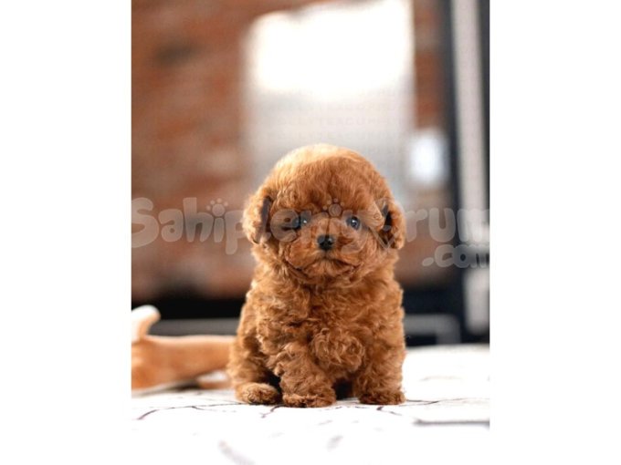 Show Kalite Red Brown Toy Poodle Bebeklerim