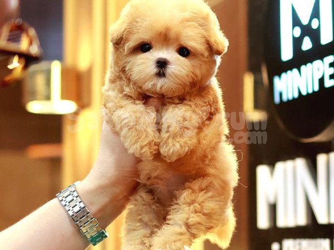 Sağlık Ve İrk Garantili Toy Poodle Yavrularımız