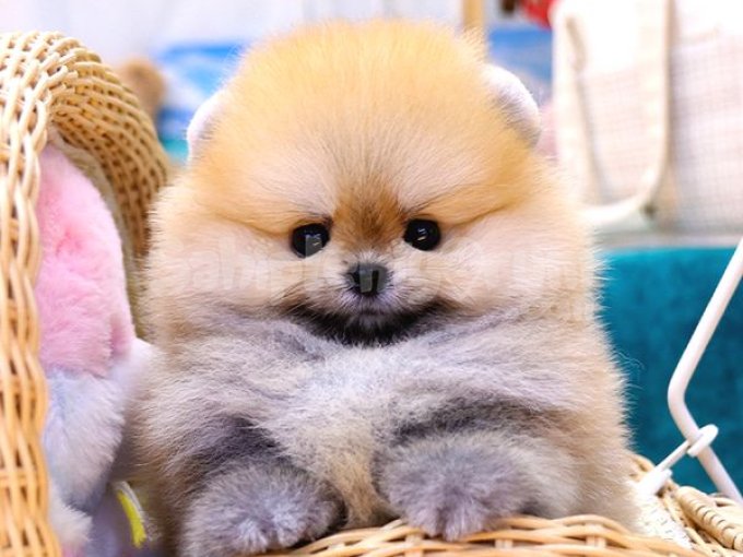 Pomeranian Boo Bebekler 