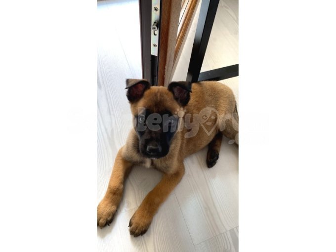 2 Aylık Malinois Yavru - Eşyalari İle Birlikte