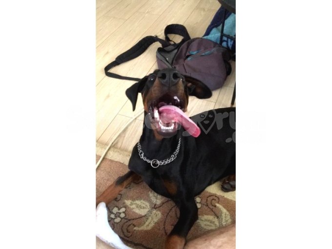 Safkan Doberman Ücretsiz Sahiplendirme