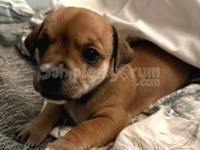 Ücretsiz Sahiplendirme Yavru Köpek Ömürlük Yuva