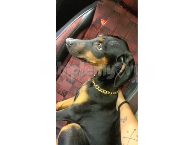 3 Aylık Dişi Safkan Doberman
