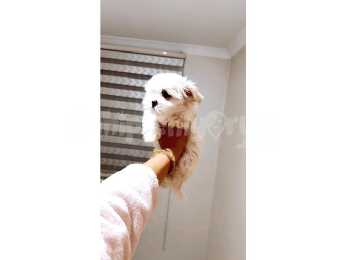 Orjınal Maltese Dişi Scrli