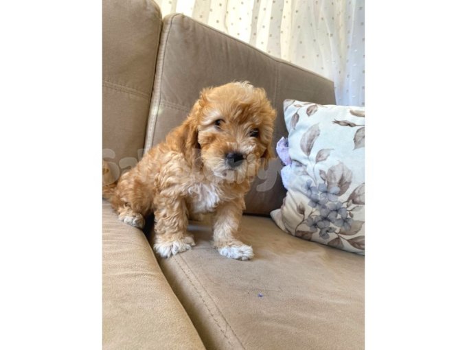 F1 Poodle Ayarında Dişi