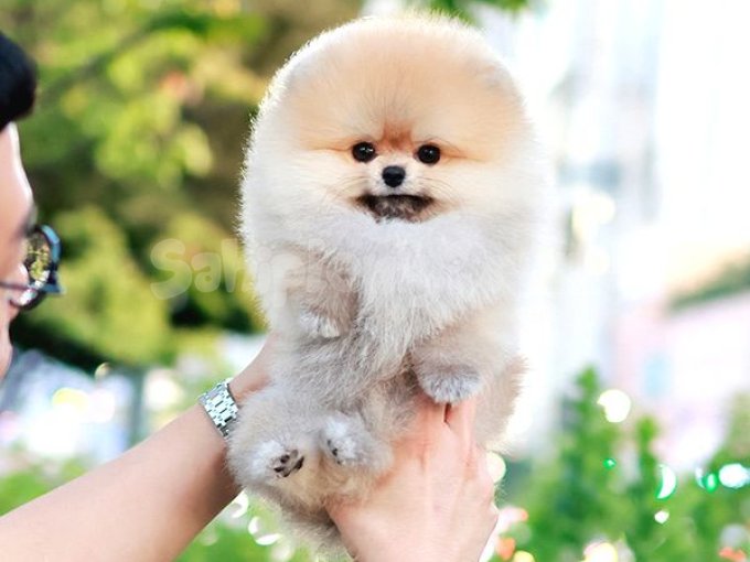 Ayi Surat Süper Zeki Pomeranian Boo Yavrularım