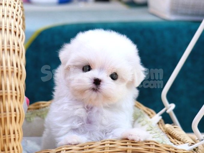 Maltese Terrier Bebeklerim Korean
