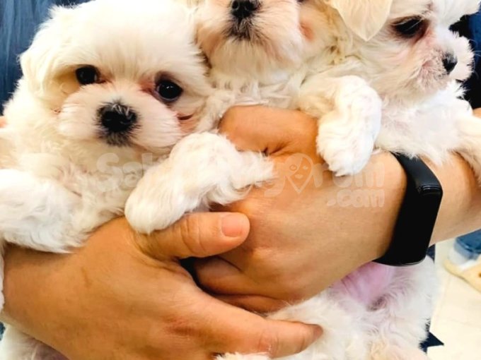 Maltese Terrier Yavruları