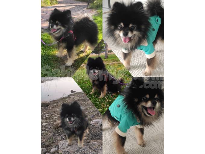 Pomeranian Boo